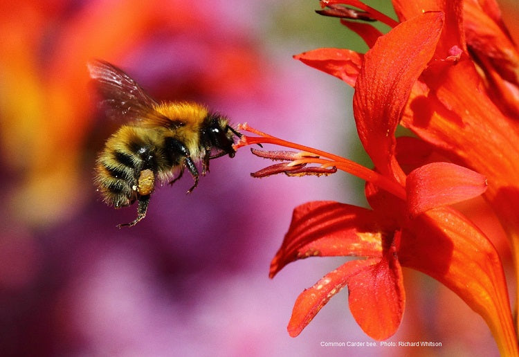 Lets Bee Serious: How iBeani Is Helping To Save The Bees